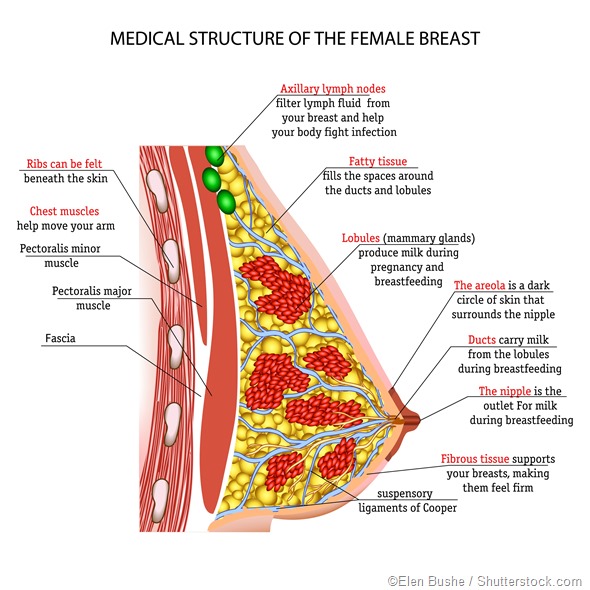 Breast anatomy